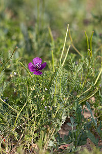 Roemeria hybrida (Papaveraceae)  - Roemérie hybride Erribera / Ribera [Espagne] 30/04/2011 - 280m