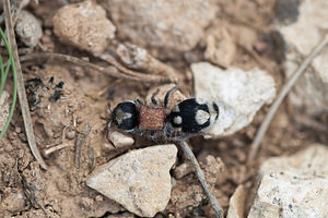 Ronisia barbarula (Mutillidae)  Cinco Villas [Espagne] 30/04/2011 - 630m