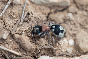 Ronisia barbarula (Mutillidae)  Cinco Villas [Espagne] 30/04/2011 - 630m