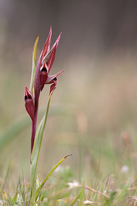 Serapias vomeracea (Orchidaceae)  - Sérapias en soc, Sérapias à labelle long, Sérapias à labelle allongé Aude [France] 22/04/2011 - 150m