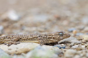 Tarentola mauritanica (Phyllodactylidae)  - Tarente de Maurétanie - Moorish Gecko Aude [France] 24/04/2011 - 30m