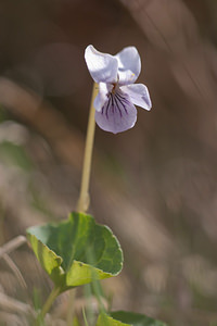 Viola palustris Violette des marais Marsh Violet