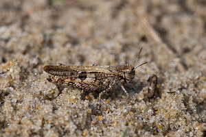 Acrotylus insubricus (Acrididae)  - Oedipode grenadine, Oedipode milanaise  [France] 02/05/2011