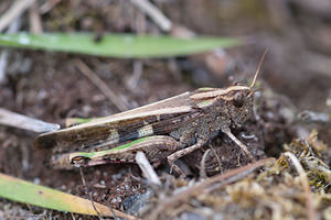 Aiolopus strepens (Acrididae)  - Oedipode automnale, Criquet farouche  [France] 02/05/2011 - 10m