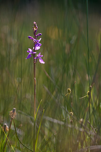 Anacamptis palustris (Orchidaceae)  - Anacamptide des marais, Orchis des marais Marne [France] 25/05/2011 - 90m