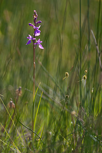 Anacamptis palustris (Orchidaceae)  - Anacamptide des marais, Orchis des marais Marne [France] 25/05/2011 - 90m