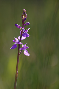 Anacamptis palustris (Orchidaceae)  - Anacamptide des marais, Orchis des marais Marne [France] 25/05/2011 - 90m