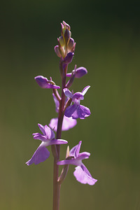 Anacamptis palustris (Orchidaceae)  - Anacamptide des marais, Orchis des marais Marne [France] 25/05/2011 - 90m