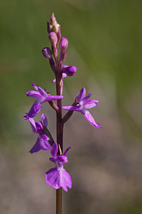 Anacamptis palustris (Orchidaceae)  - Anacamptide des marais, Orchis des marais Marne [France] 25/05/2011 - 90m