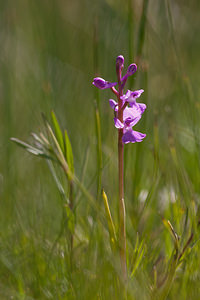 Anacamptis palustris (Orchidaceae)  - Anacamptide des marais, Orchis des marais Marne [France] 25/05/2011 - 90m