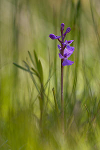 Anacamptis palustris (Orchidaceae)  - Anacamptide des marais, Orchis des marais Marne [France] 25/05/2011 - 90m