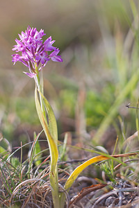 Anacamptis pyramidalis (Orchidaceae)  - Orchis pyramidal - Pyramidal Orchid Dordogne [France] 03/05/2011 - 140m