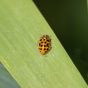 Anisosticta novemdecimpunctata (Coccinellidae)  - Coccinelle à dix-neuf points - 19-spot Ladybird Nord [France] 21/05/2011 - 170m