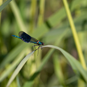 Calopteryx splendens (Calopterygidae)  - Caloptéryx éclatant - Banded Demoiselle Nord [France] 21/05/2011 - 180m