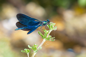 Calopteryx virgo (Calopterygidae)  - Caloptéryx vierge - Beautiful Damselfly Dordogne [France] 03/05/2011 - 90m