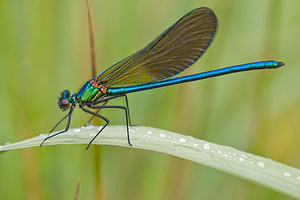 Calopteryx xanthostoma (Calopterygidae)  - Caloptéryx occitan  [France] 02/05/2011