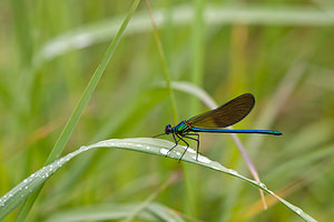 Calopteryx xanthostoma (Calopterygidae)  - Caloptéryx occitan  [France] 02/05/2011