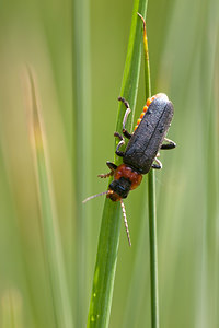 Cantharis fusca (Cantharidae)  - Téléphore maison Dordogne [France] 03/05/2011 - 90m