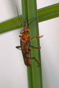 Cantharis livida (Cantharidae)  Marne [France] 27/05/2011 - 190m