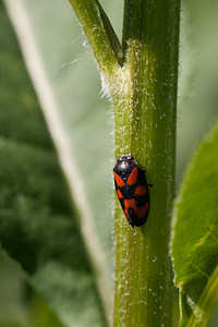 Cercopis vulnerata (Cercopidae)  - Cercope, Crachat de coucou - Froghopper Nord [France] 21/05/2011 - 180m