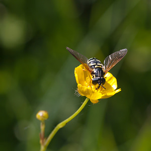 Chrysotoxum festivum (Syrphidae)  Marne [France] 25/05/2011 - 90m