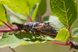 Cicadetta montana (Cicadidae)  - Cigale des montagnes, Petite cigale montagnarde - New Forest Cicada Marne [France] 25/05/2011 - 160m