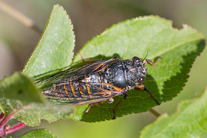Cicadetta montana (Cicadidae)  - Cigale des montagnes, Petite cigale montagnarde - New Forest Cicada Marne [France] 25/05/2011 - 160m