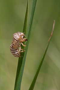 Cicadetta montana (Cicadidae)  - Cigale des montagnes, Petite cigale montagnarde - New Forest Cicada Marne [France] 25/05/2011 - 160mexuvie