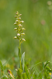 Coeloglossum viride (Orchidaceae)  - Coeloglosse vert, Orchis grenouille, Dactylorhize vert, Orchis vert - Frog Orchid Nord [France] 22/05/2011 - 220m