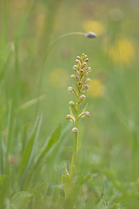 Coeloglossum viride (Orchidaceae)  - Coeloglosse vert, Orchis grenouille, Dactylorhize vert, Orchis vert - Frog Orchid Nord [France] 22/05/2011 - 220m