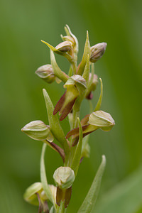 Coeloglossum viride (Orchidaceae)  - Coeloglosse vert, Orchis grenouille, Dactylorhize vert, Orchis vert - Frog Orchid Nord [France] 22/05/2011 - 220m