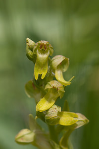 Coeloglossum viride (Orchidaceae)  - Coeloglosse vert, Orchis grenouille, Dactylorhize vert, Orchis vert - Frog Orchid Nord [France] 22/05/2011 - 220m