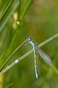 Coenagrion mercuriale (Coenagrionidae)  - Agrion de Mercure - Southern Damselfly Dordogne [France] 03/05/2011 - 90m