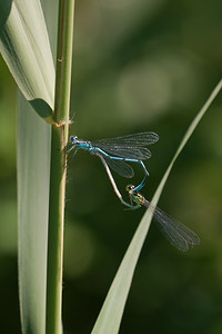 Coenagrion puella (Coenagrionidae)  - Agrion jouvencelle - Azure Damselfly Marne [France] 25/05/2011 - 80m