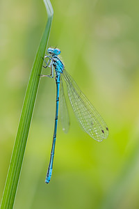 Coenagrion puella (Coenagrionidae)  - Agrion jouvencelle - Azure Damselfly Marne [France] 27/05/2011 - 180m