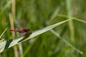 Crocothemis erythraea (Libellulidae)  - Crocothémis écarlate - Scarlet Dragonfly Marne [France] 25/05/2011 - 80m