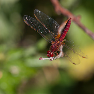 Crocothemis erythraea (Libellulidae)  - Crocothémis écarlate - Scarlet Dragonfly Marne [France] 25/05/2011 - 90m