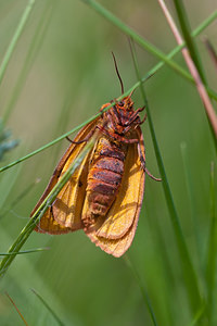 Diacrisia sannio (Erebidae)  - Bordure ensanglantée, Roussette - Clouded Buff Dordogne [France] 03/05/2011 - 250m