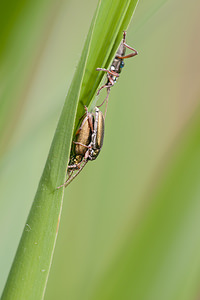 Donacia clavipes (Chrysomelidae)  Marne [France] 27/05/2011 - 190m