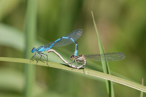 Enallagma cyathigerum (Coenagrionidae)  - Agrion porte-coupe - Common Blue Damselfly Nord [France] 21/05/2011 - 170m