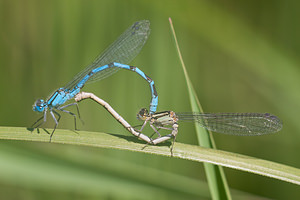 Enallagma cyathigerum (Coenagrionidae)  - Agrion porte-coupe - Common Blue Damselfly Nord [France] 21/05/2011 - 170m