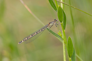 Enallagma cyathigerum (Coenagrionidae)  - Agrion porte-coupe - Common Blue Damselfly Nord [France] 22/05/2011 - 220m