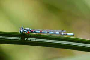 Enallagma cyathigerum (Coenagrionidae)  - Agrion porte-coupe - Common Blue Damselfly Marne [France] 25/05/2011 - 80m