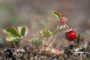 Fragaria vesca (Rosaceae)  - Fraisier sauvage, Fraisier des bois - Wild Strawberry Philippeville [Belgique] 22/05/2011 - 180m