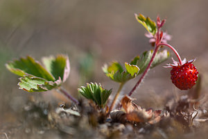 Fragaria vesca (Rosaceae)  - Fraisier sauvage, Fraisier des bois - Wild Strawberry Philippeville [Belgique] 22/05/2011 - 180m