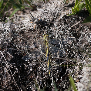 Gomphus pulchellus (Gomphidae)  - Gomphe joli - Western Club-tailed Dragonfly Marne [France] 25/05/2011 - 90m