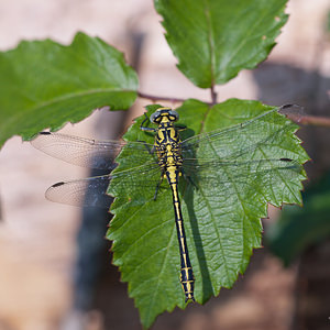 Gomphus simillimus (Gomphidae)  - Gomphe semblable  [France] 02/05/2011 - 20m