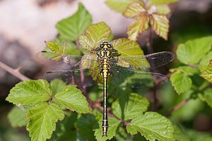 Gomphus simillimus (Gomphidae)  - Gomphe semblable  [France] 02/05/2011 - 20m