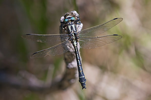 Gomphus vulgatissimus (Gomphidae)  - Gomphe vulgaire - Club-tailed Dragonfly Marne [France] 25/05/2011 - 160m