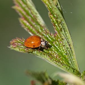 Harmonia axyridis (Coccinellidae)  - Coccinelle asiatique, Coccinelle arlequin - Harlequin ladybird, Asian ladybird, Asian ladybeetle Nord [France] 21/05/2011 - 170m